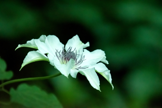 船橋市の花カザグルマ